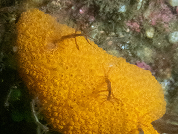 japanese-skeleton-shrimp