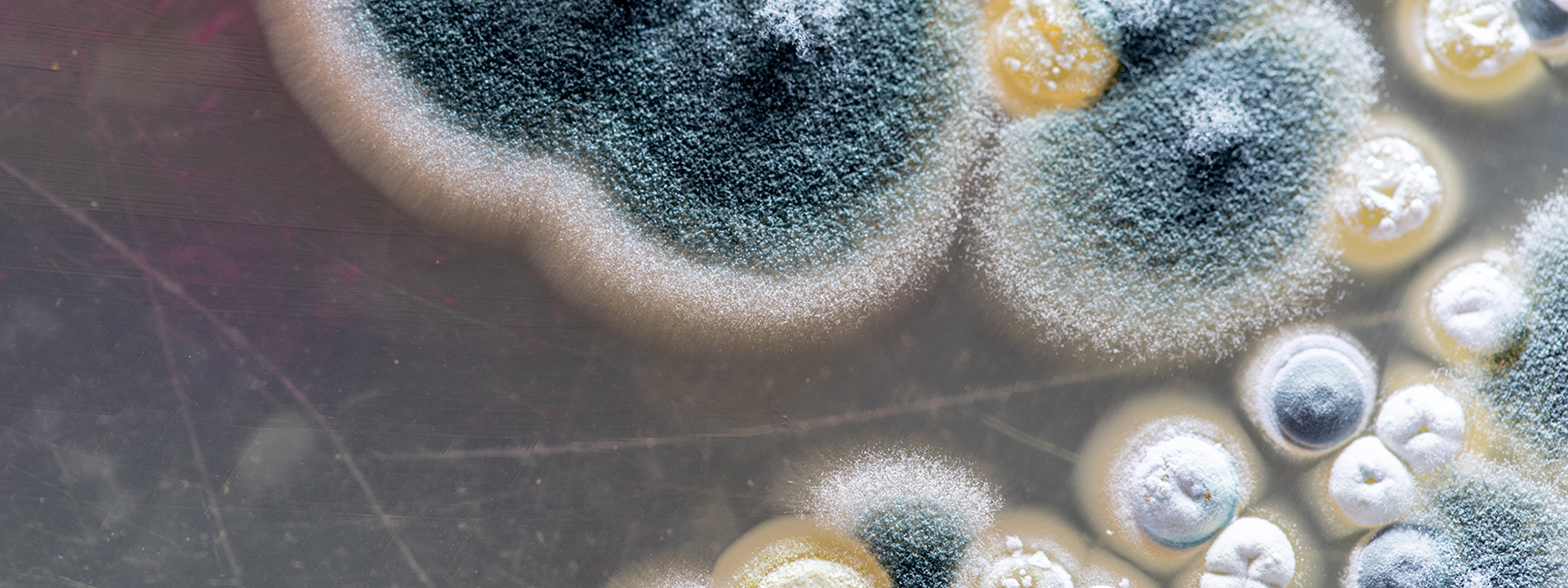 mould