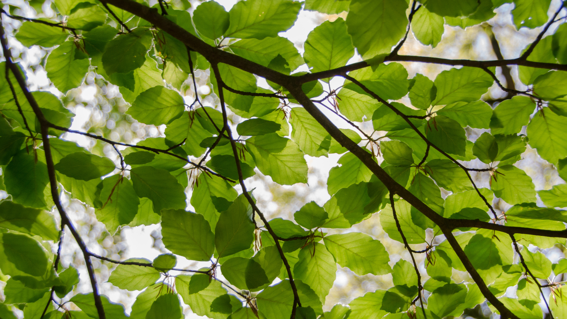 biobased-content-analysis