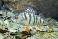 european-perch