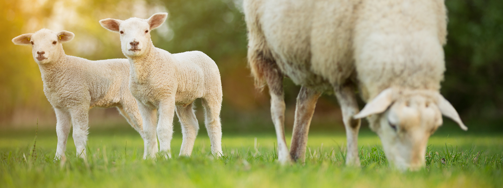 cute-little-lambs-with-sheep-on-fresh-green-meadow_1920-x-720-px