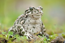 green-toad