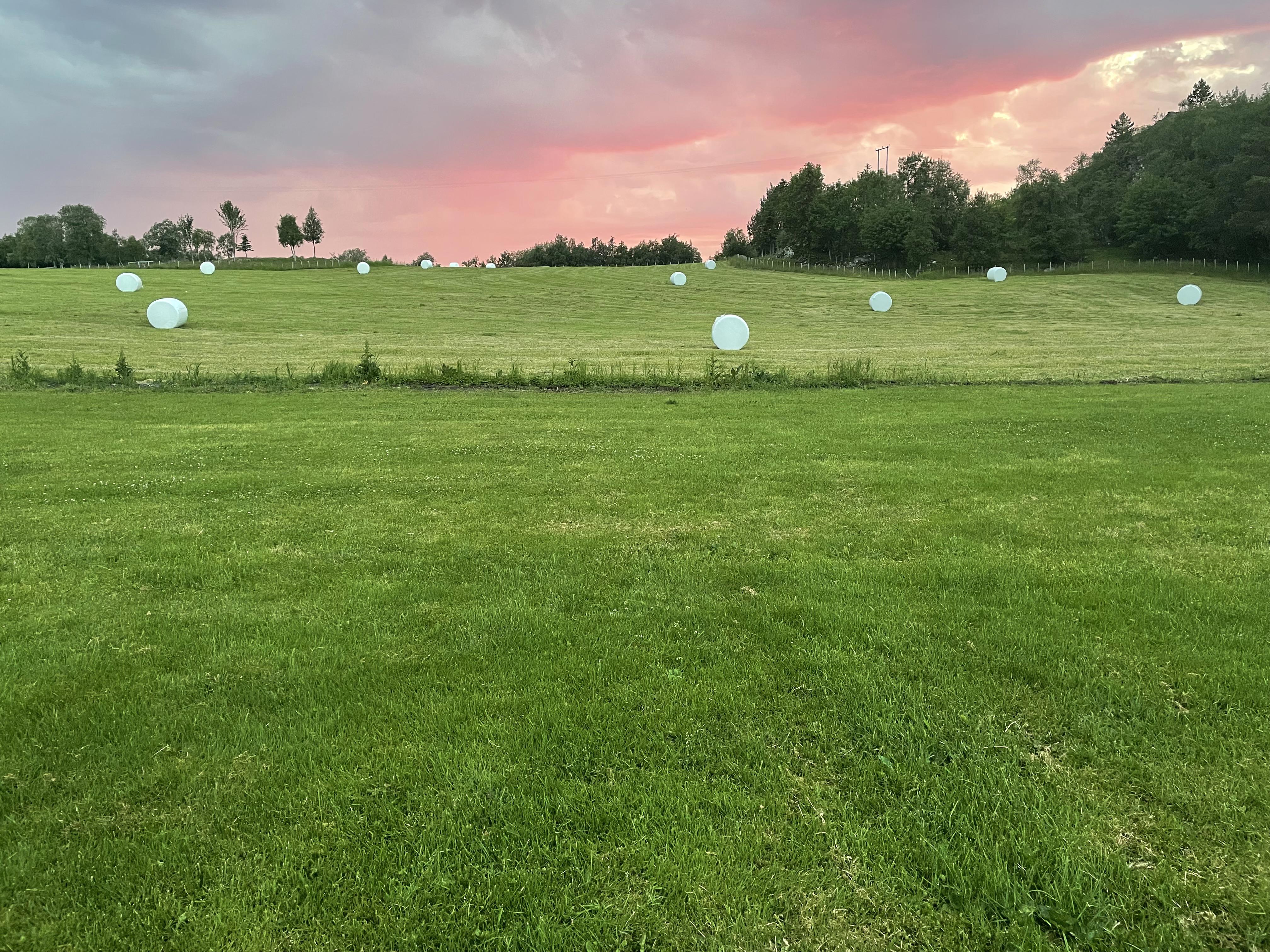 nyslått gras gress på helgelandskysten i solnedgang