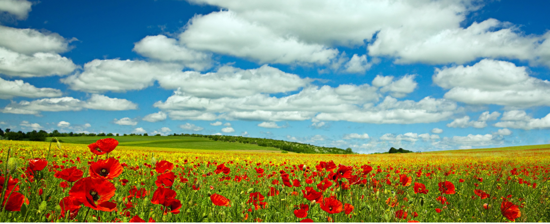 poppy-mohn-banner