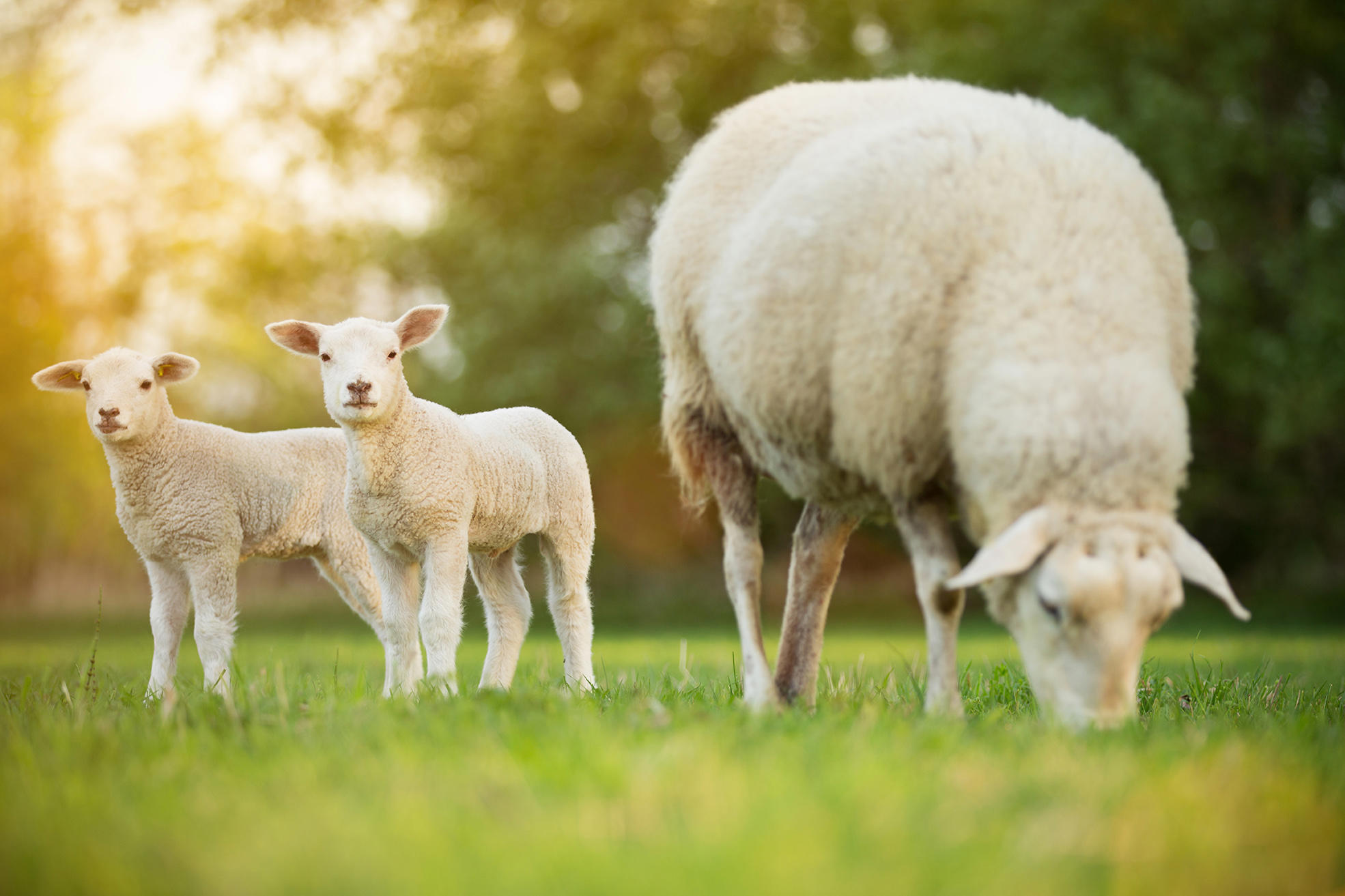 cute-little-lambs-with-sheep-on-fresh-green-meadow_8208-x-5472-px_72-dpi