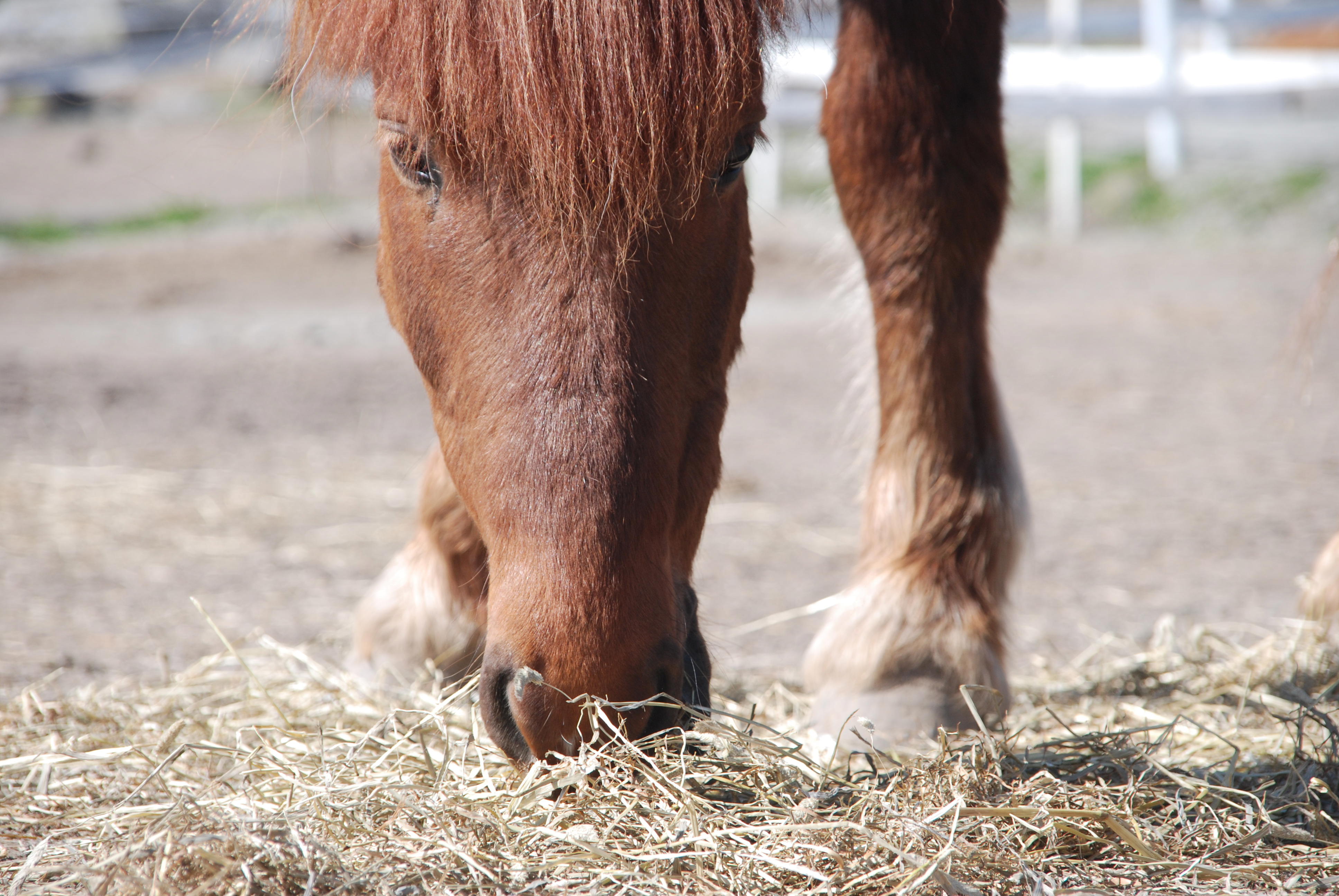 Rød hest spiser grovfôr