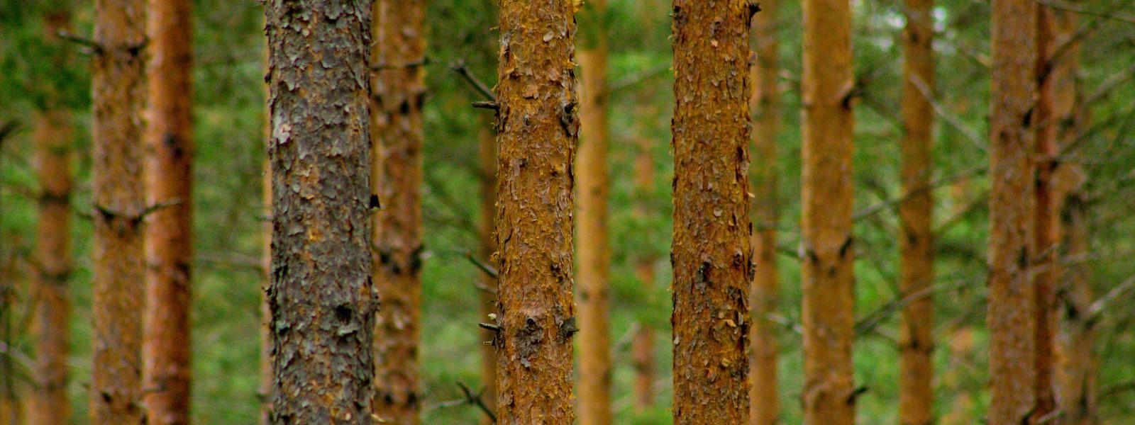 metsäteollisuuden tutkimusanalytiikka