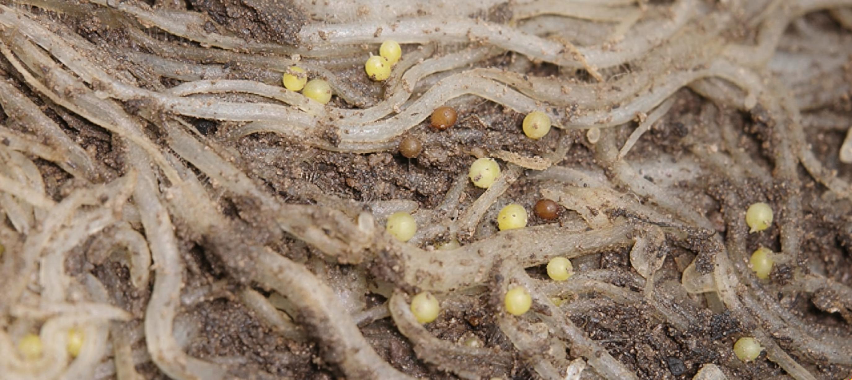 nematode-testing-2750-1229px