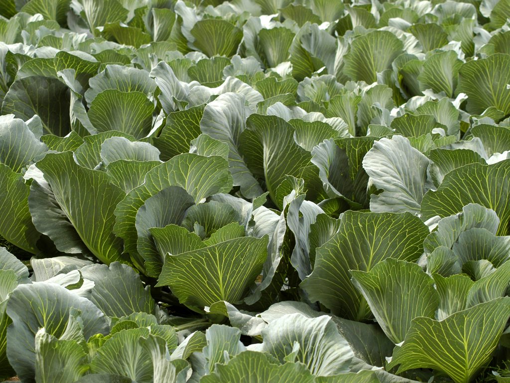 cabbage-field