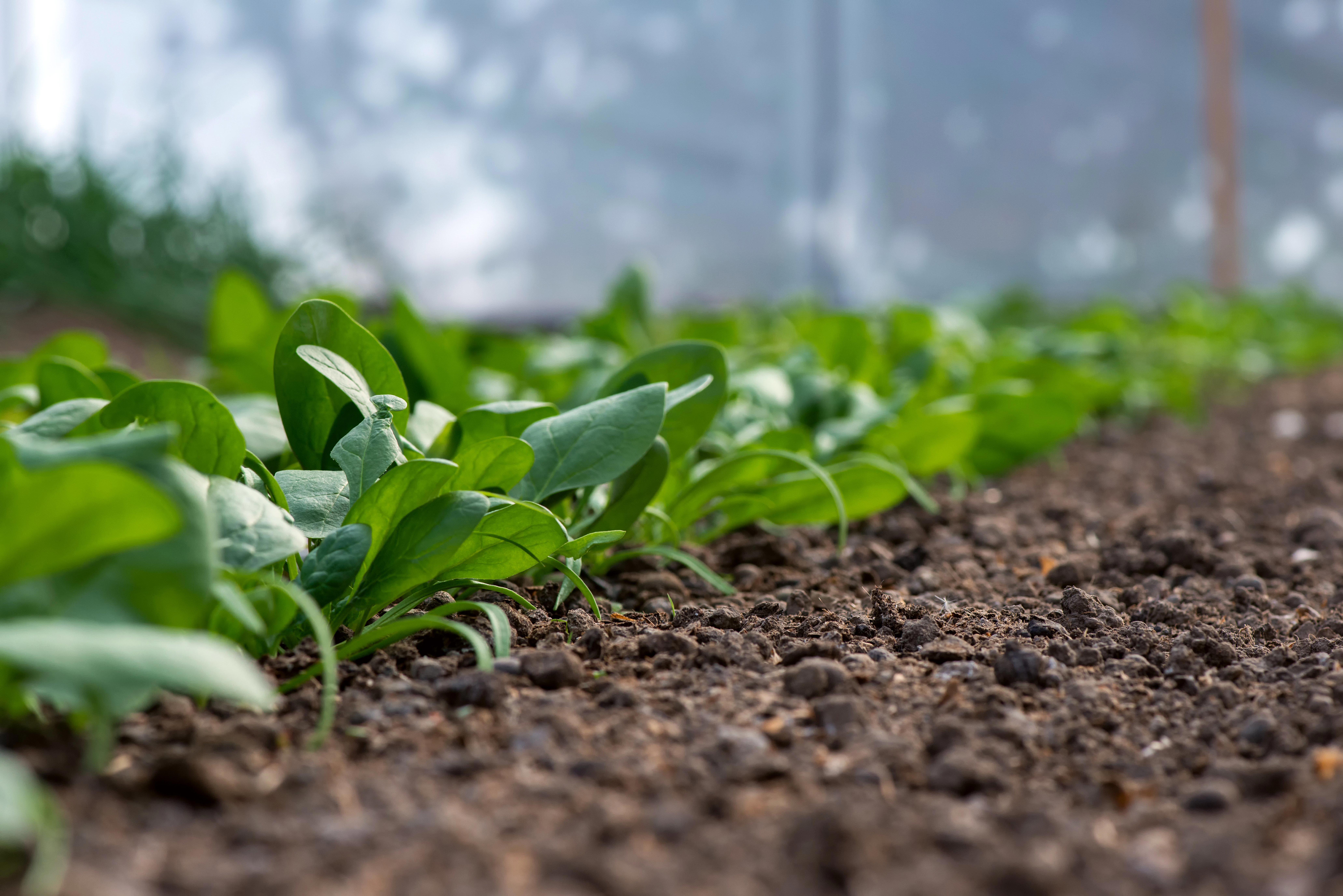 young-fresh-organic-spinach-plants-and-drip-irrigation-system-in-a-greenhouse-selective-focus_8250-x-5505-px-1