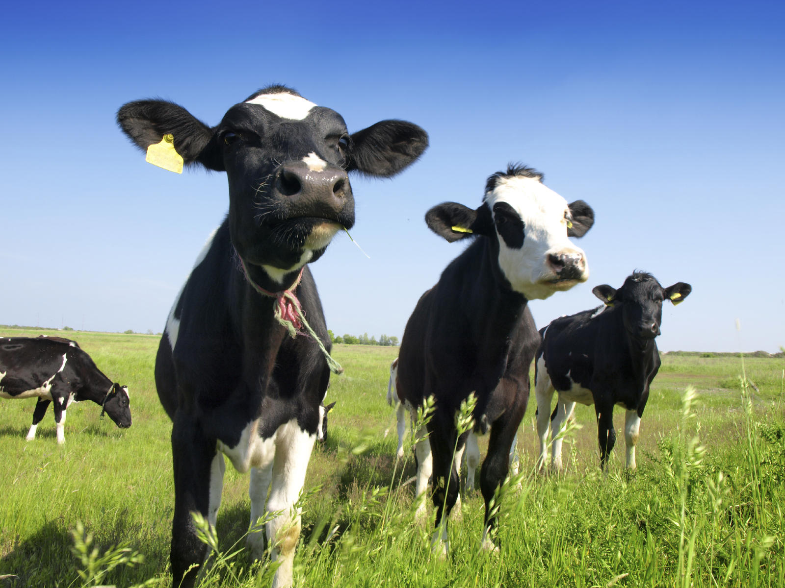 cow-on-a-green-meadow_1600x1200px