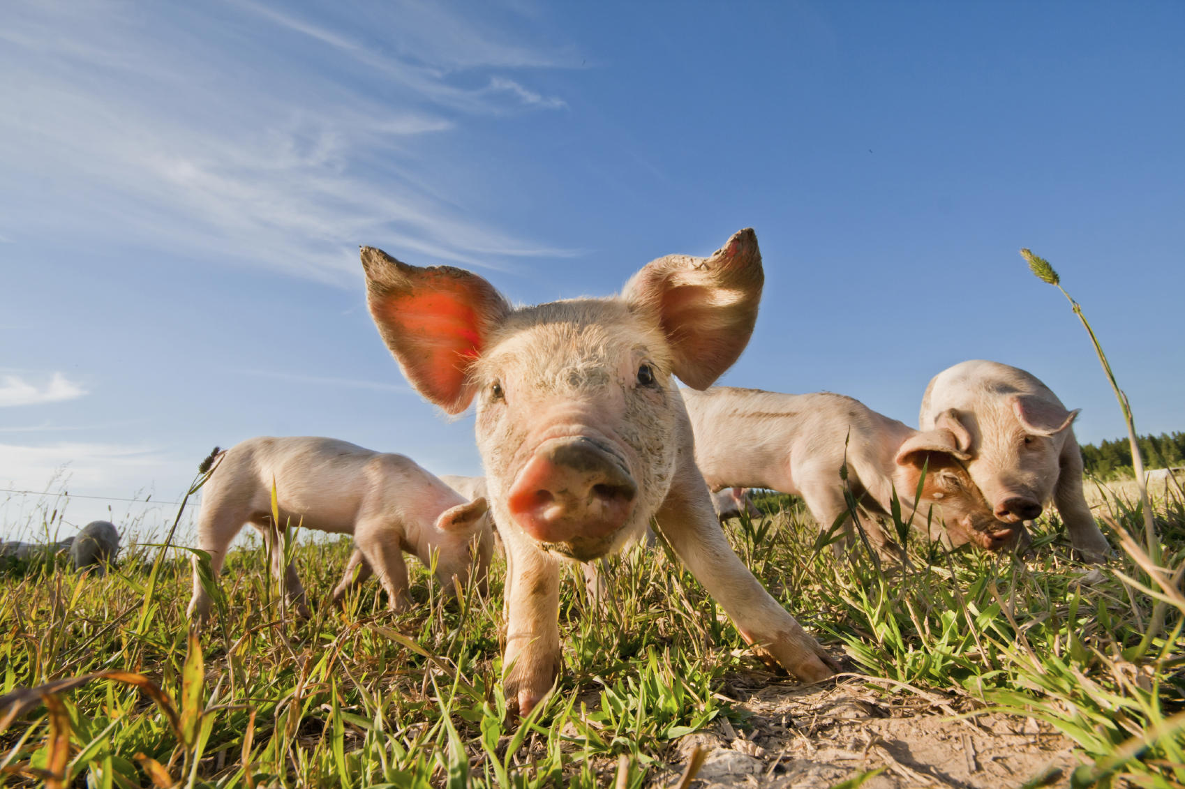small-pig_1698x1131px