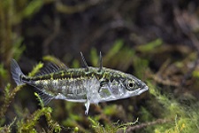 threespine-stickleback-fish