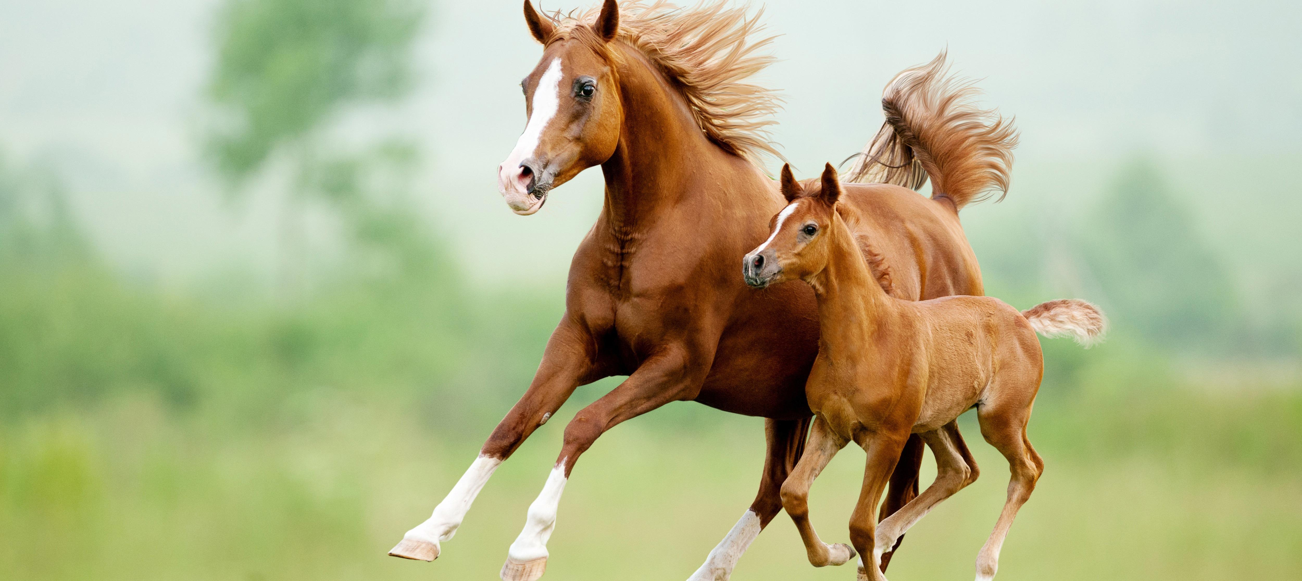 running-chestnut-horse-in-meadow_800x357px