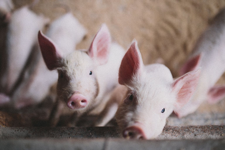 animal-feed