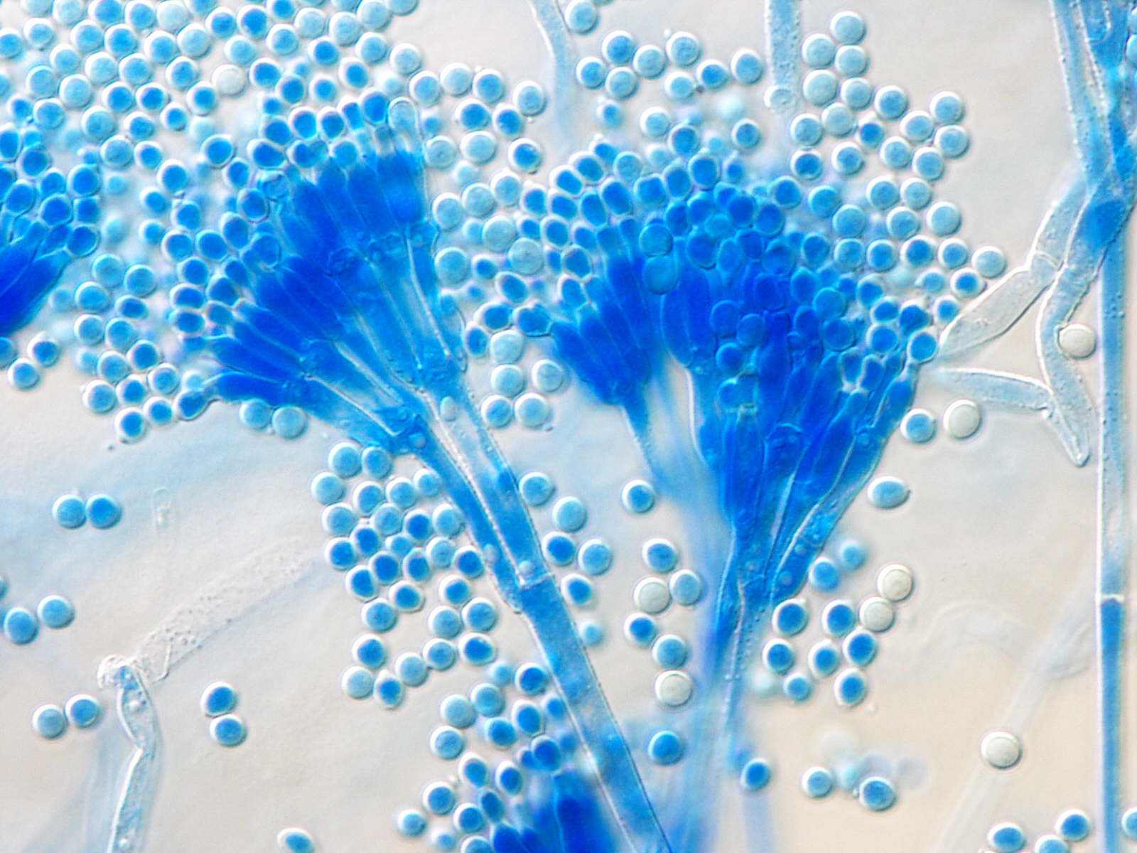 penicillium-crustosum