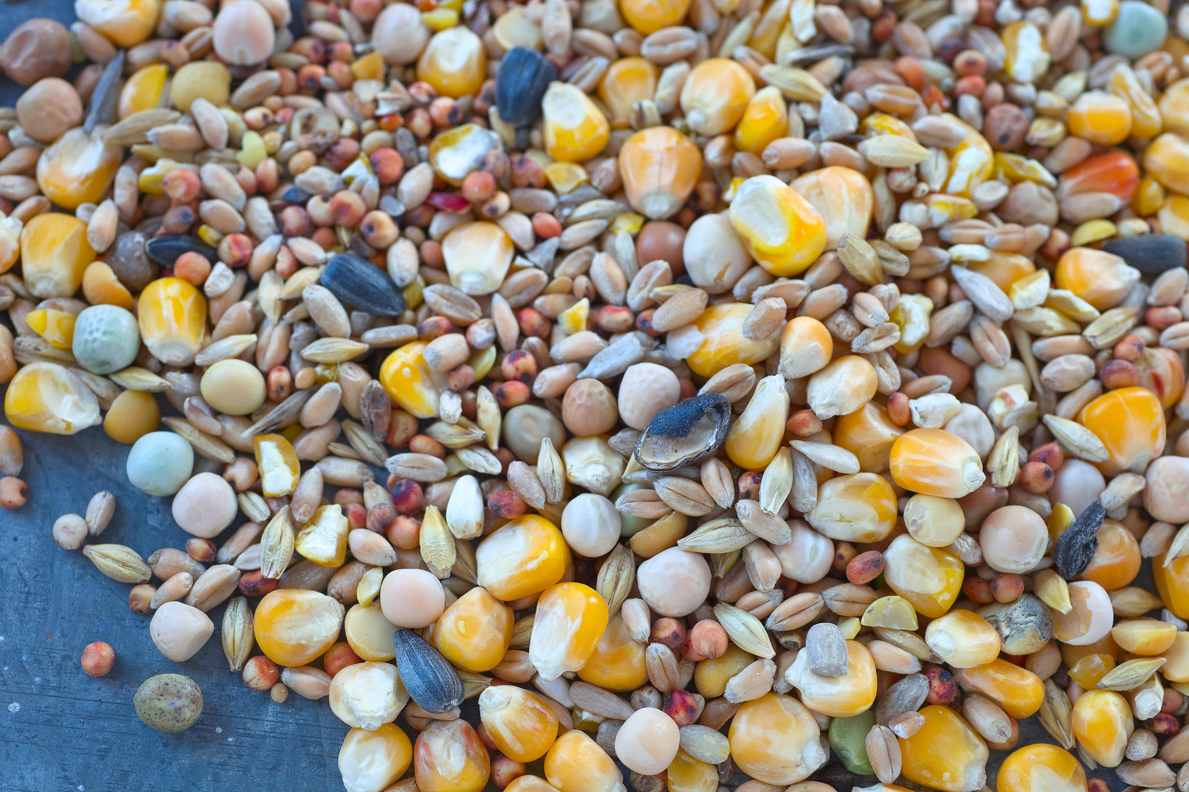 fedd_grain_fotolia_160577890_l