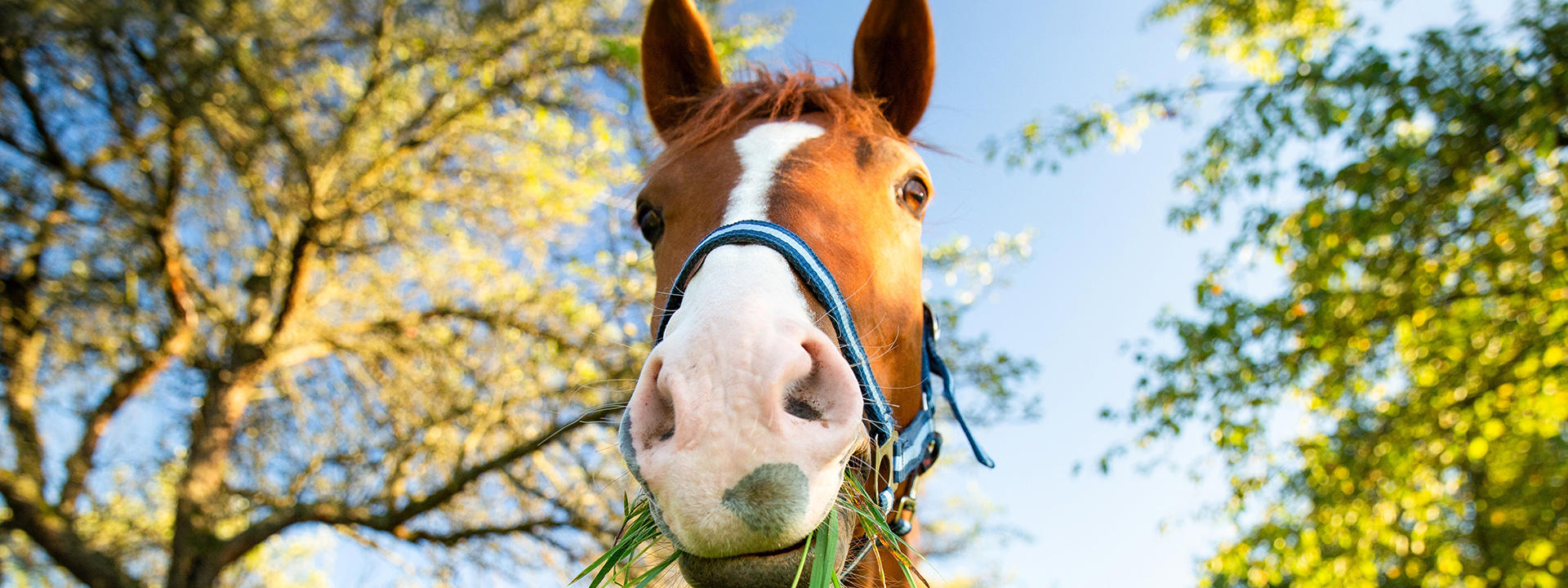 shutterstock_2502725927_haest_1920x720