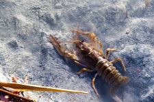 galician-crayfish
