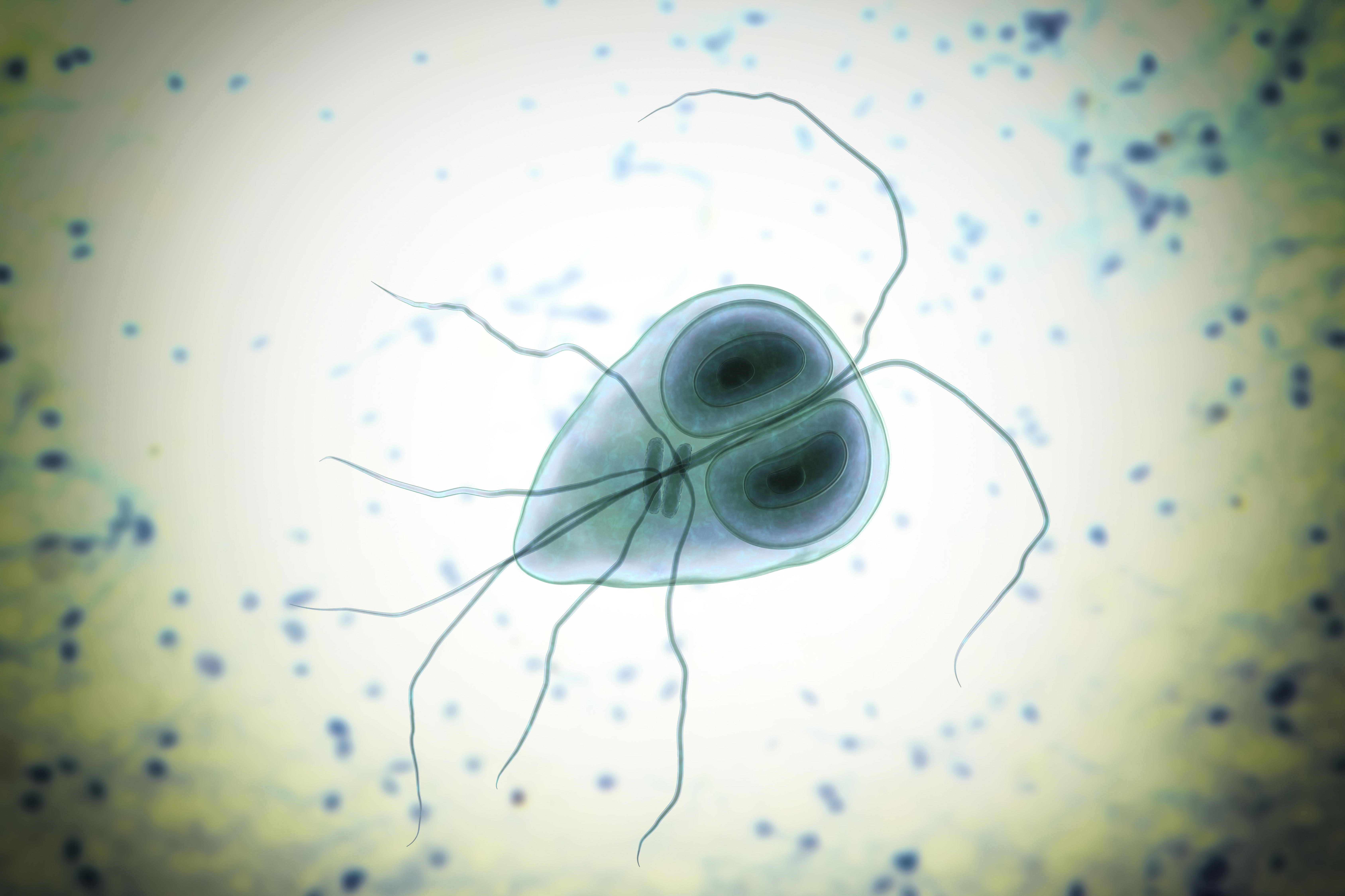 giardia-intestinalis-protozoan-formely-known-as-g-lamblia-or-lamblia-intestinalis-xl_6750x4500px