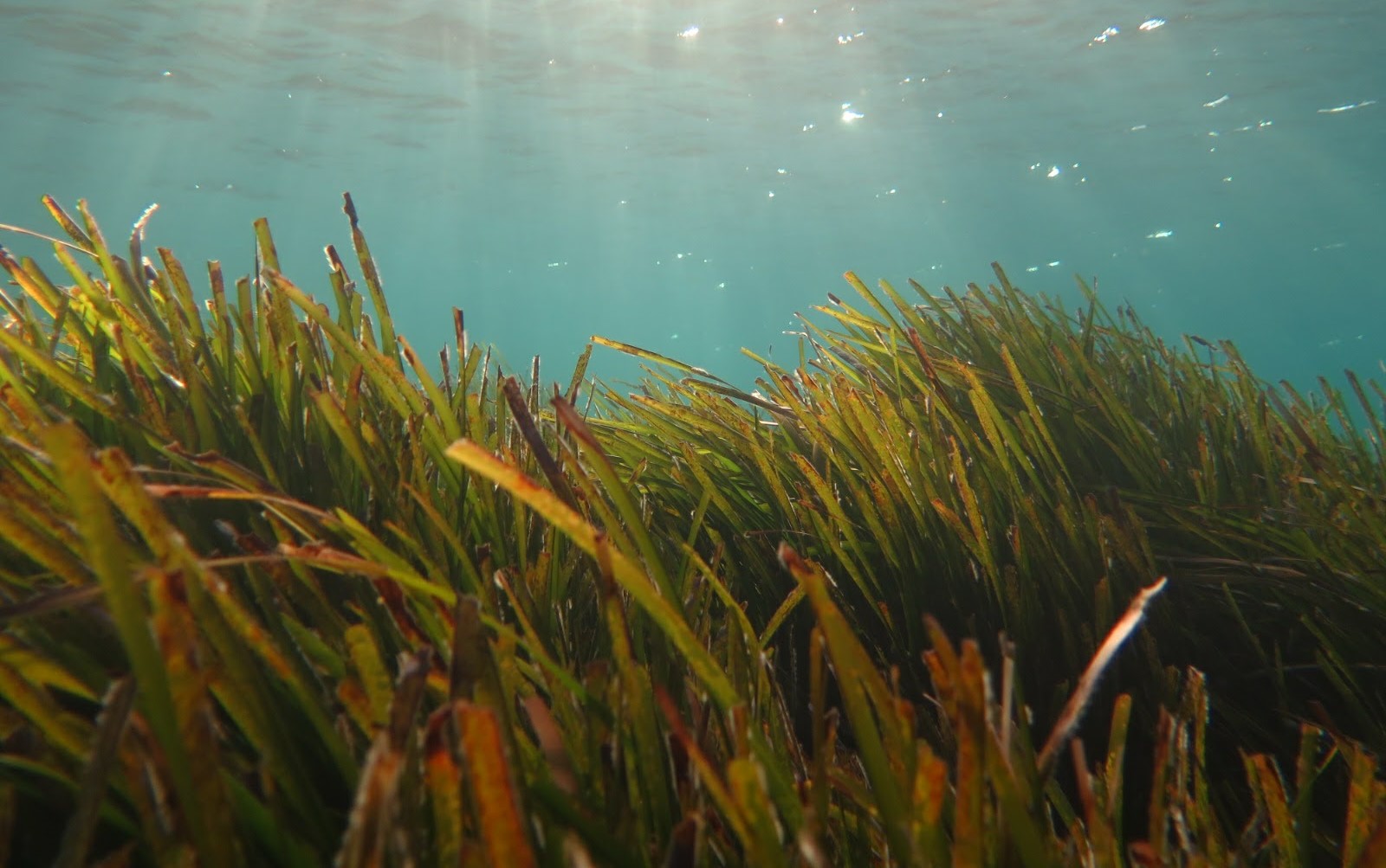 posidonia-oceanica-eurofins