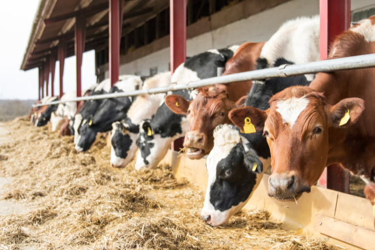 webinar-alimentation-animale