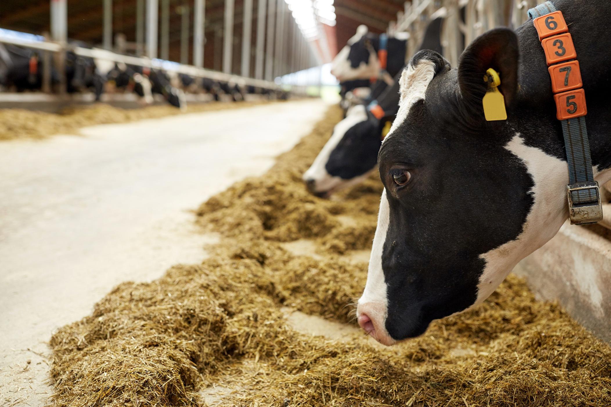 herd-of-cows-eating-hay-in-cowshed-on-dairy-farm-xl_8421x5614px