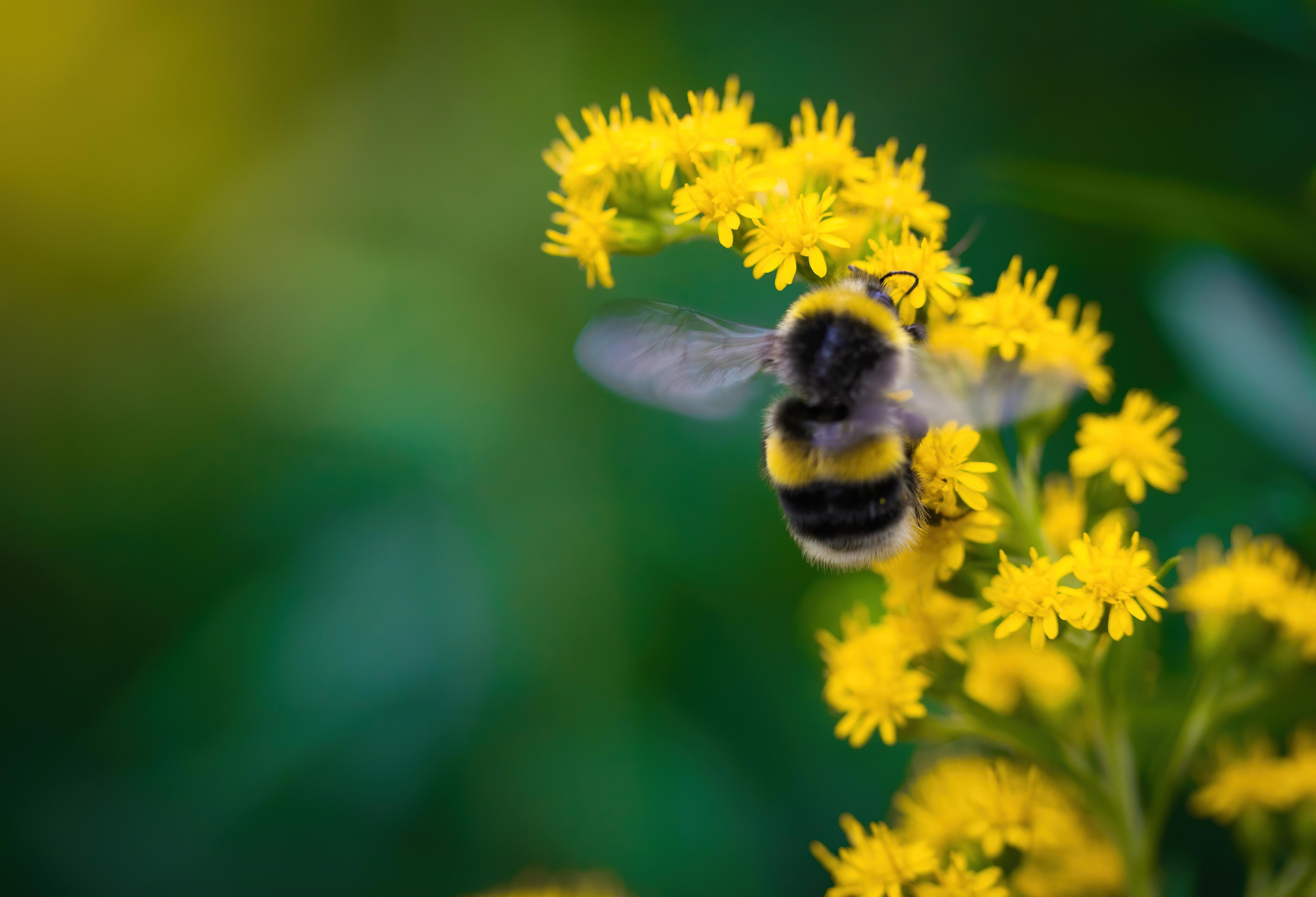 AS_environment_bumblebee-collects-flower-nectar-of-goldenrod-on-a-summer-sunny-day_4500-x-3069px