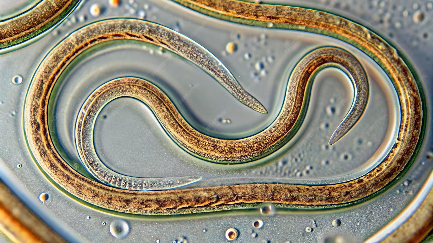 nematode