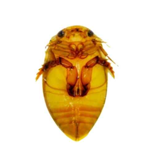 macroinvertebrados-analisis-indicador-biologico