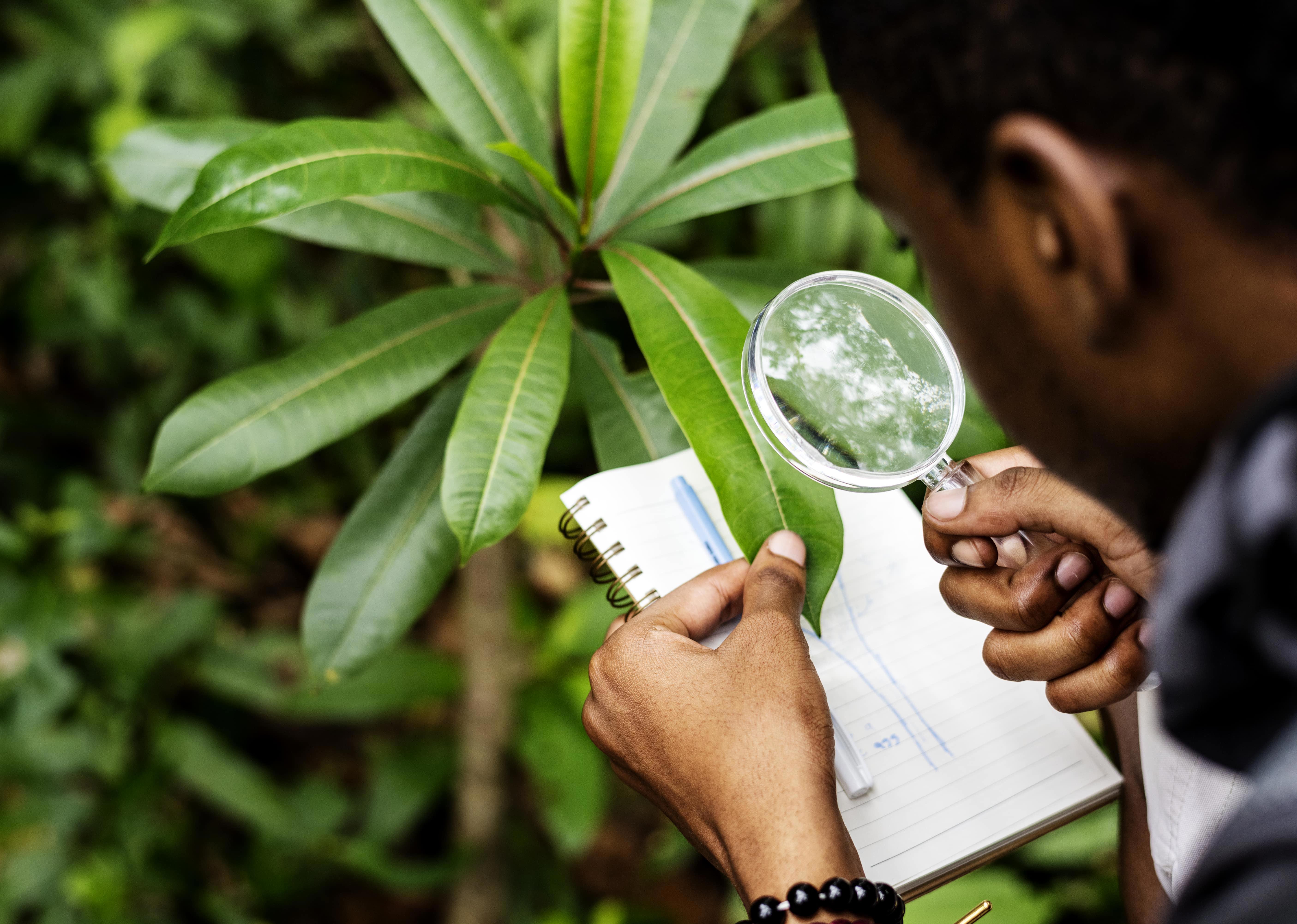 Chercheur examinant une feuille à la loupe et prenant des notes en pleine nature, illustrant les méthodes d’identification des substances végétales selon la Pharmacopée, appliquées par Eurofins BioPharma Product Testing dans le cadre du contrôle qualité des plantes médicinales.