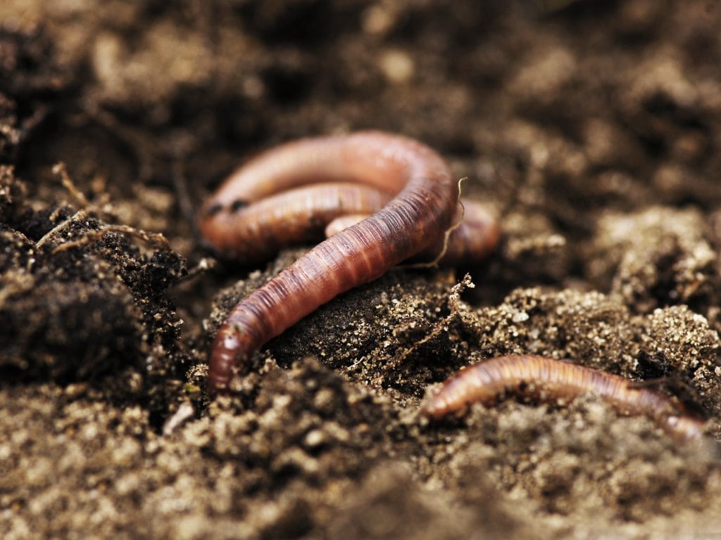 agro-soil-wurms-2