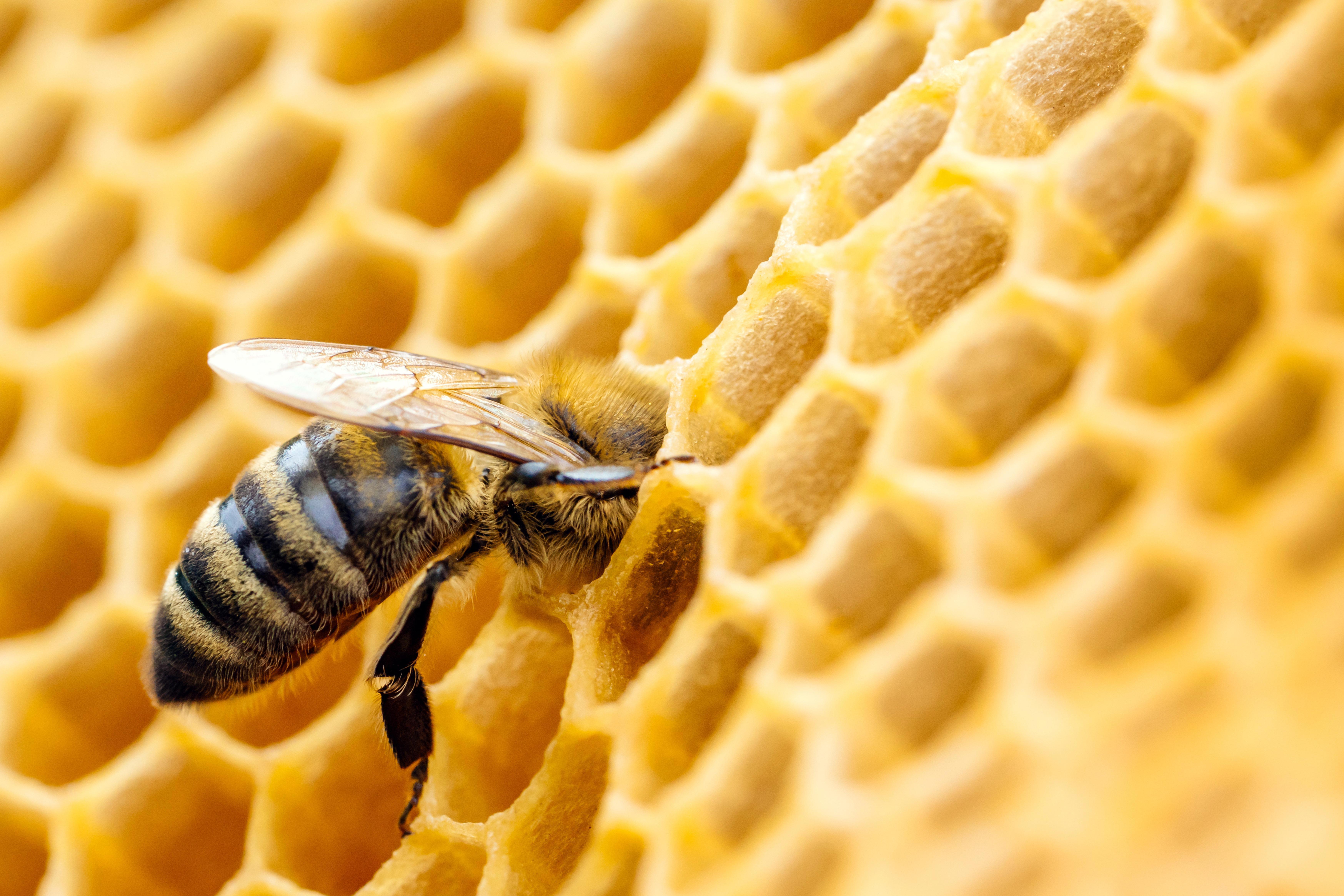 A close-up image of a bee working on a honeycomb. The bee is positioned with its head and front legs inside one of the hexagonal cells of the honeycomb, while its body and wings are visible outside. The honeycomb is golden-yellow in colour and shows the intricate, repeating hexagonal pattern typical of beehives.