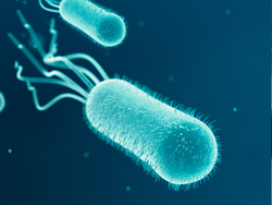 ecoli-_-listeria-carré