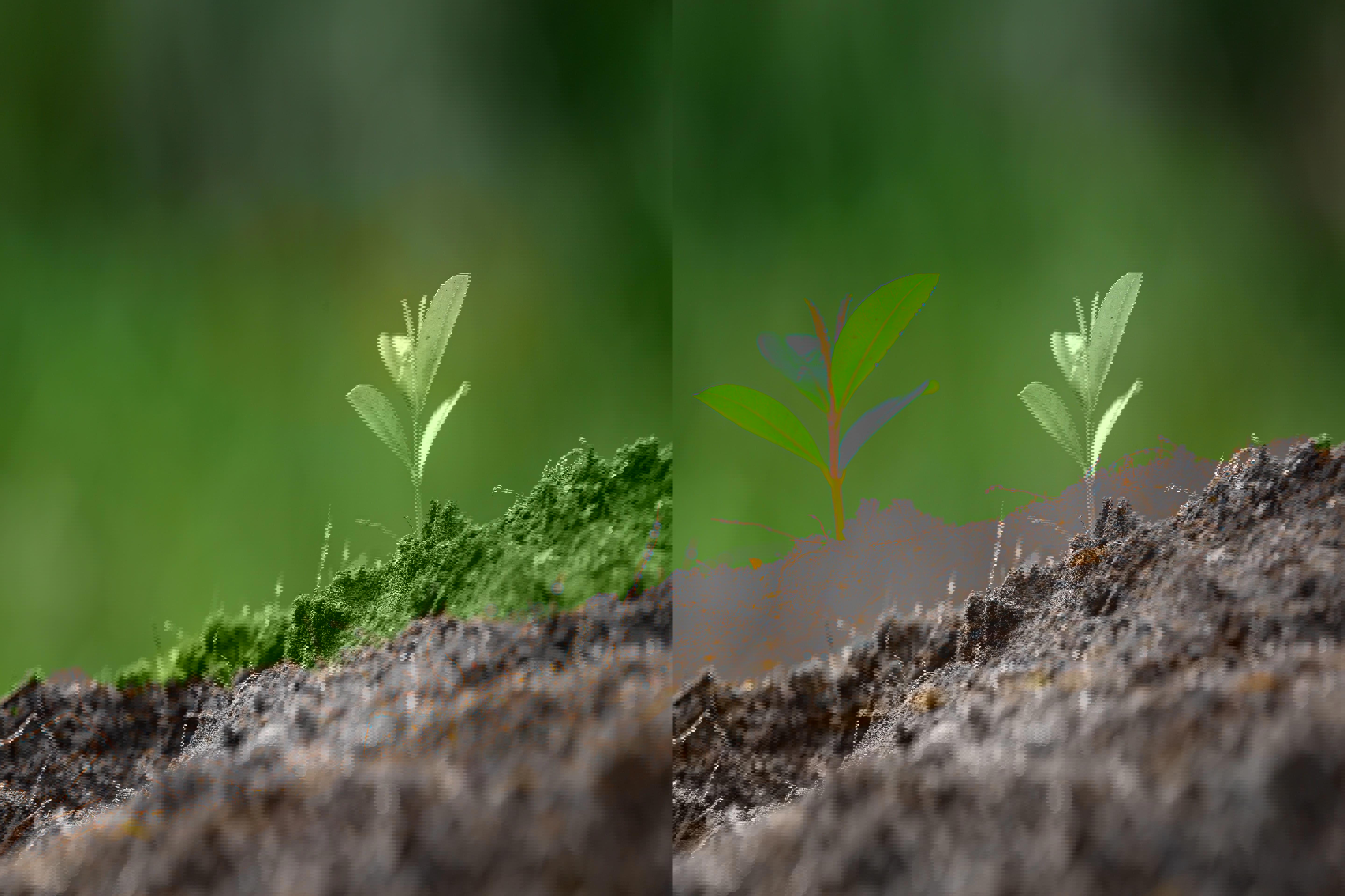 la-photo-en-gros-plan-du-jeune-arbre-de-la-plante-se-developpe