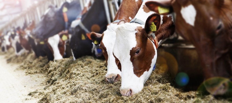 agro-cows-red-eating-silage-stable