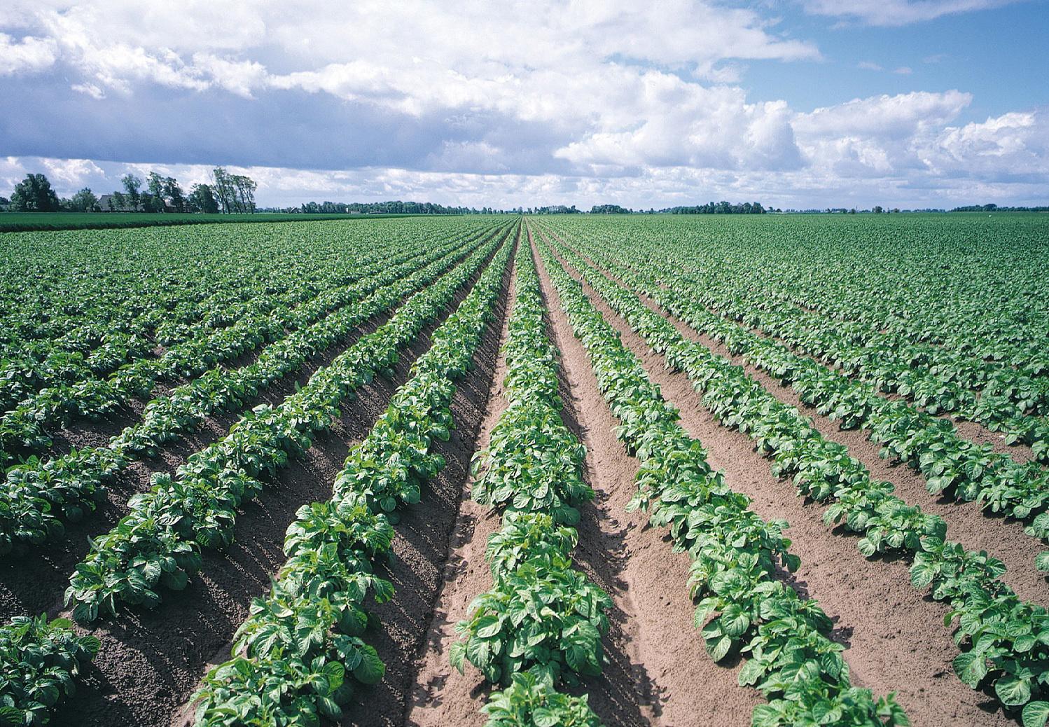 aardappelteelt