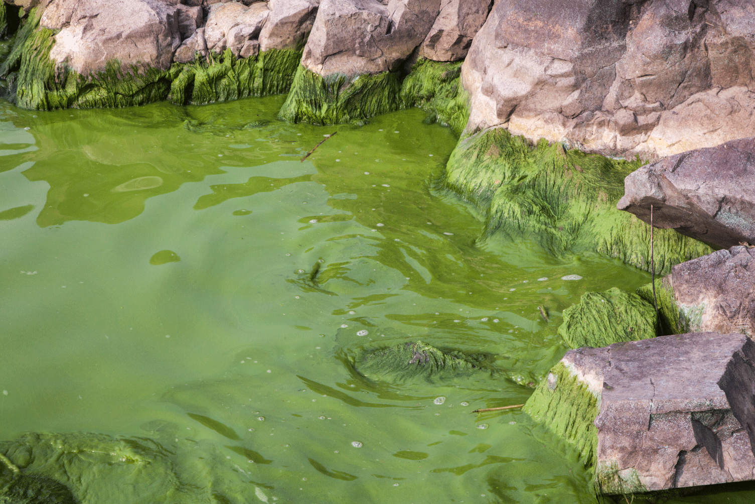 template-web-cyano