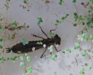 macroinvertebrados-bentonicos-en-curso-de-agua-300x240
