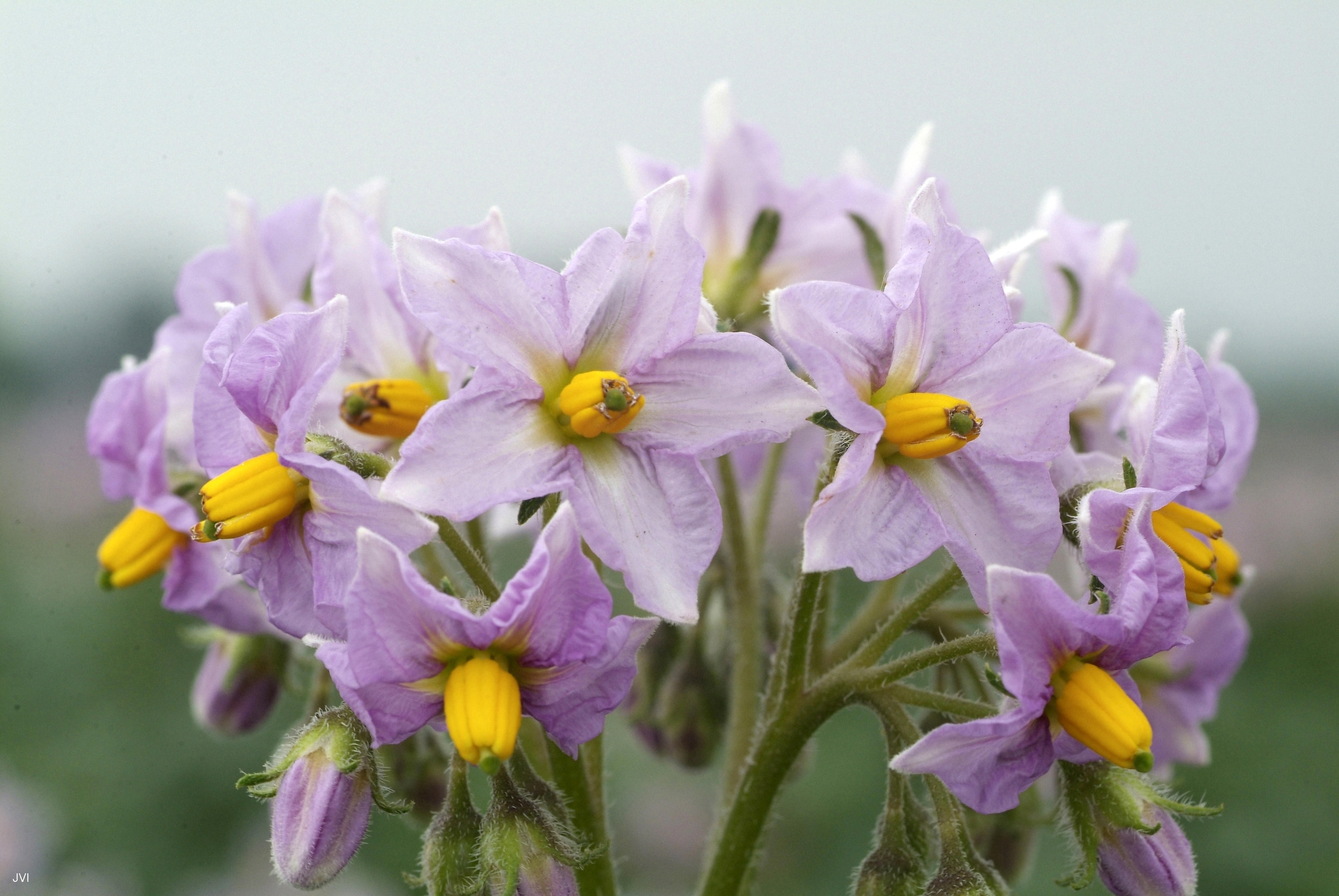 aardappelbloemen1