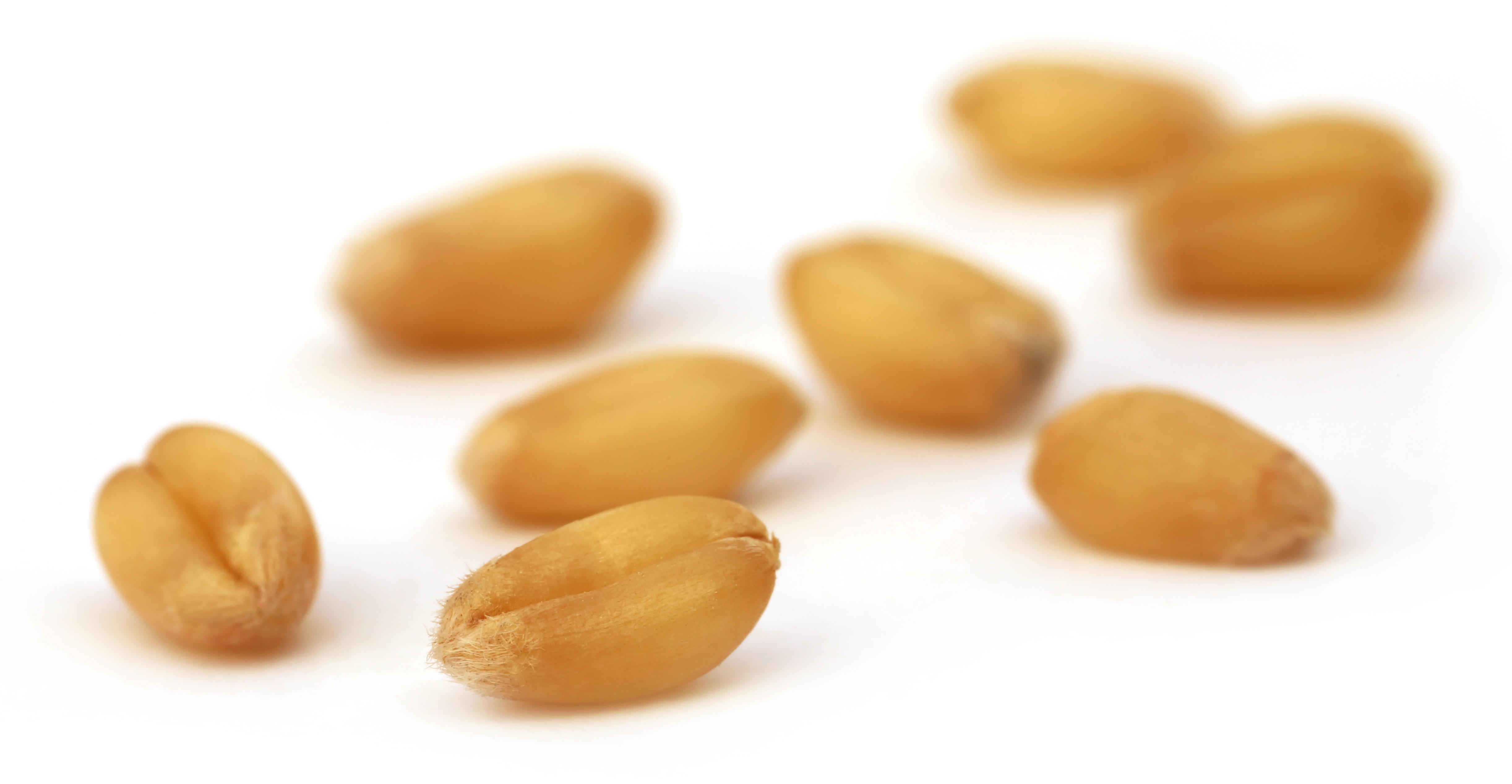 grain-fotolia_62855600