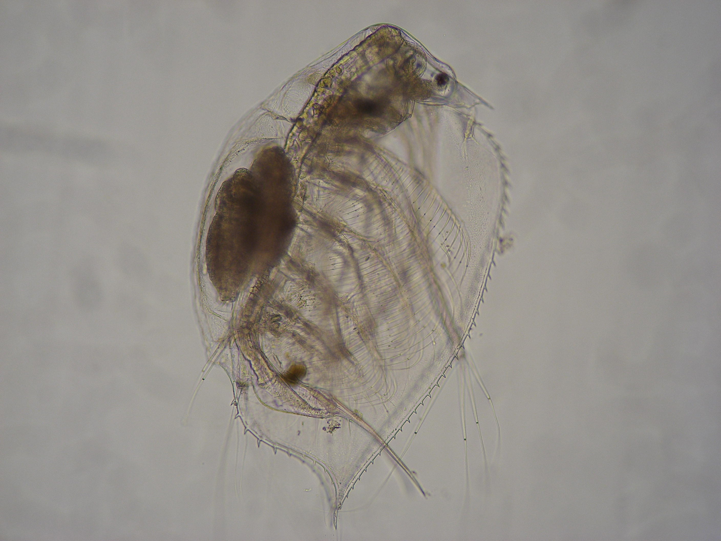 penilia-avirostris