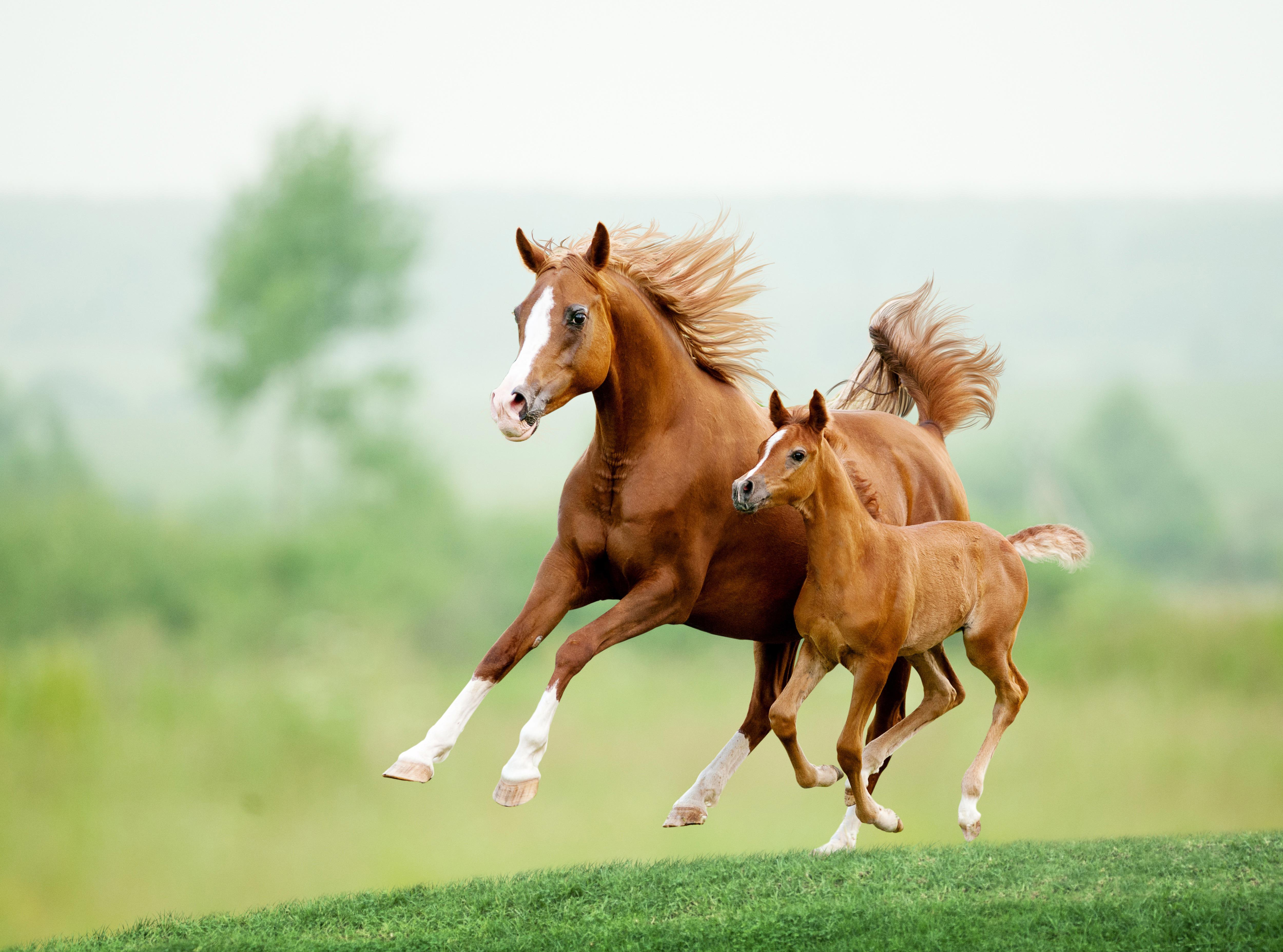 running-chestnut-horse-in-meadow_5000-3711px
