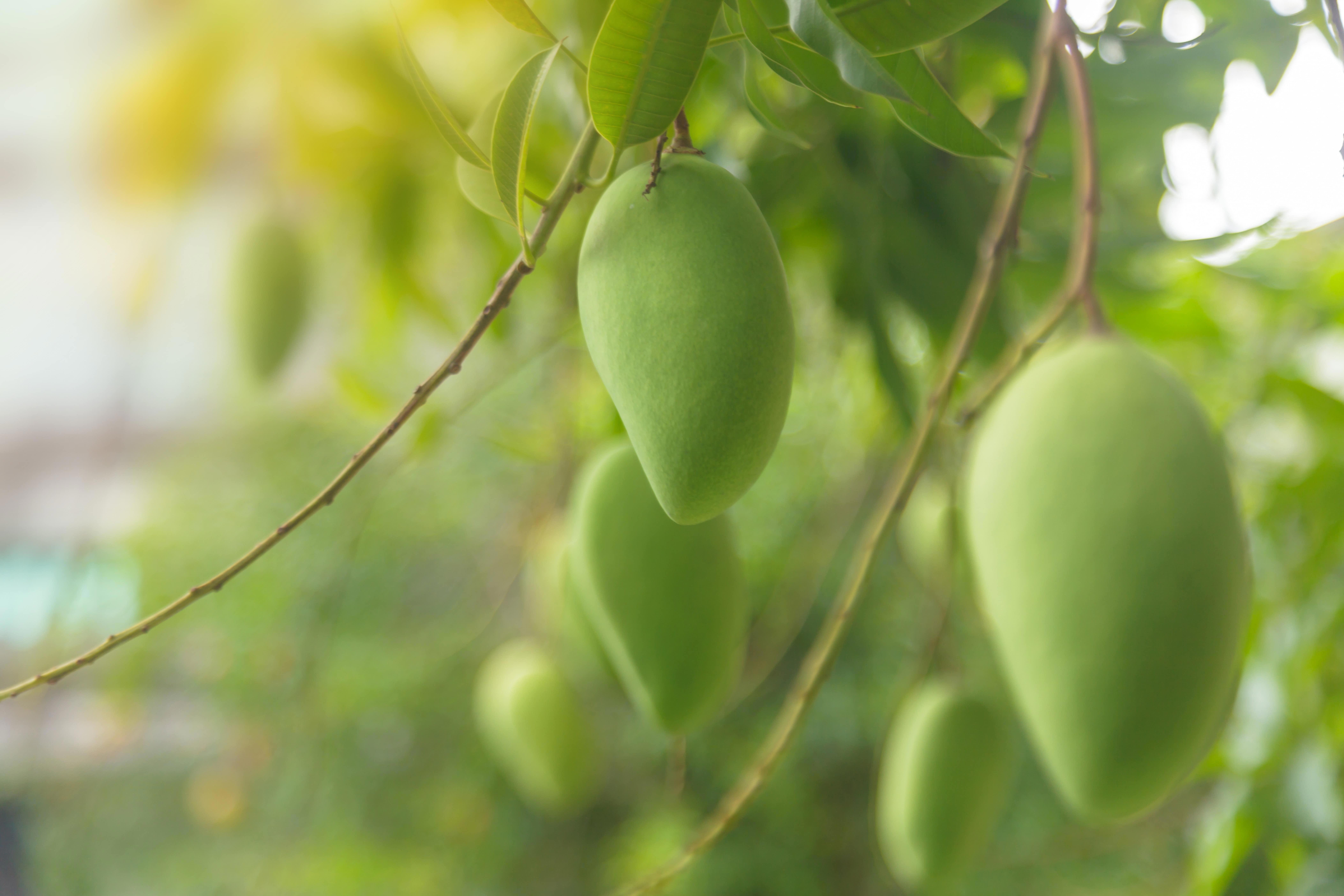mango-on-the-tree_web