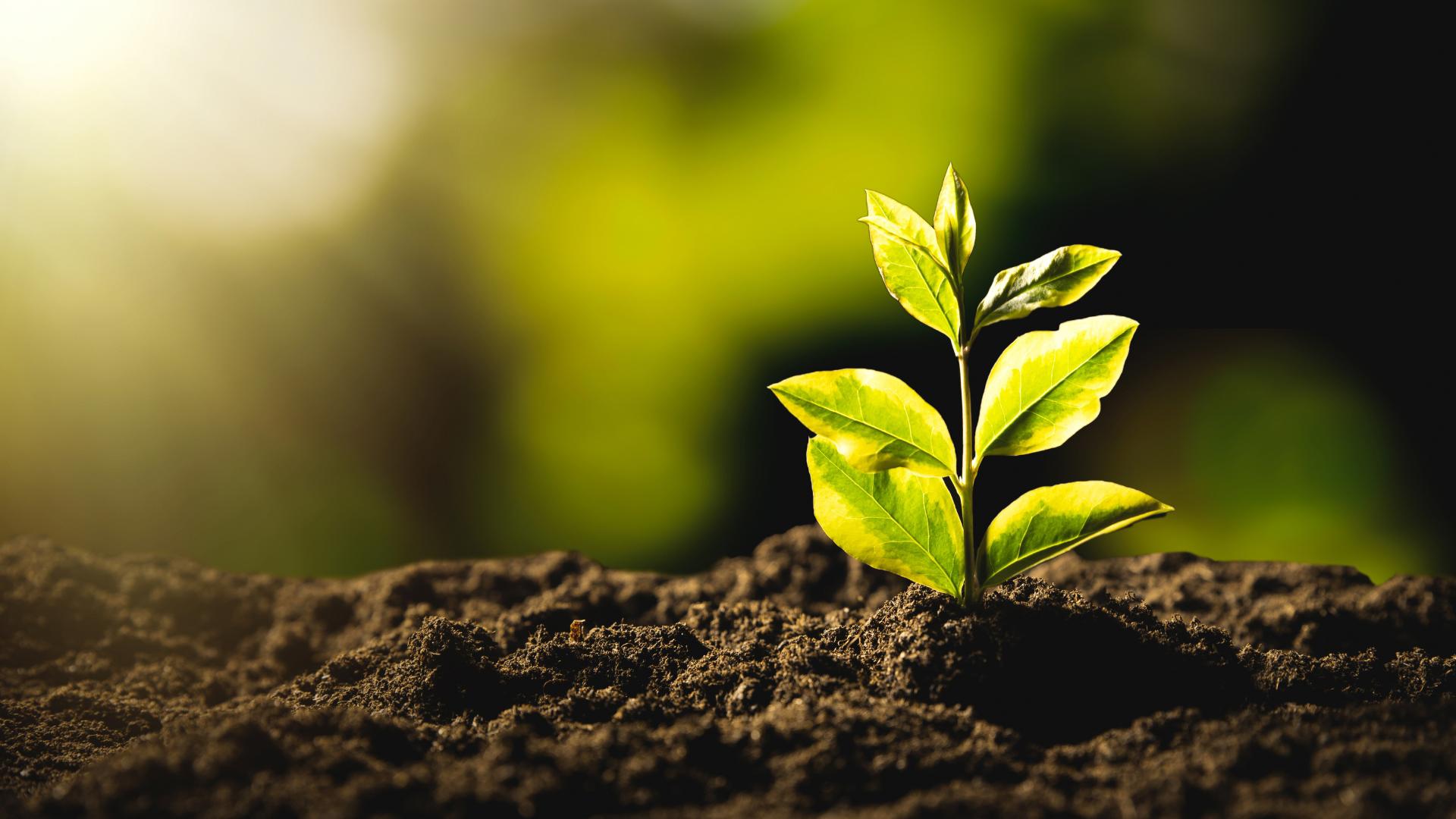 sustainability-2