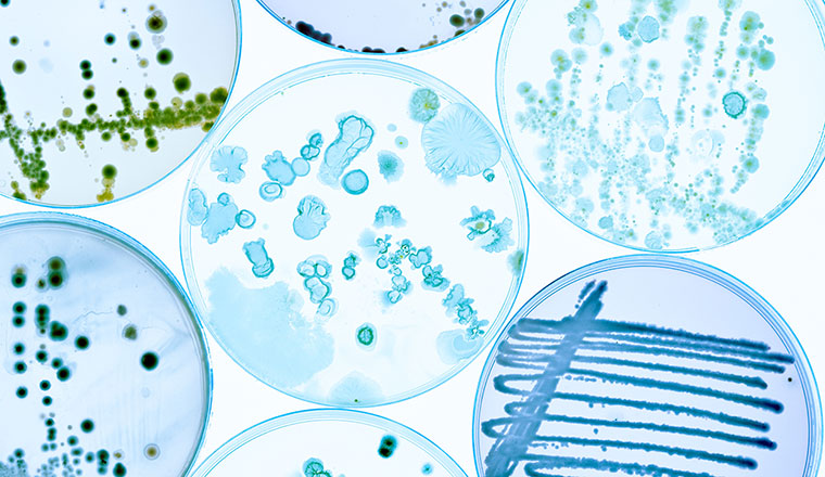 bannière-microbiologie