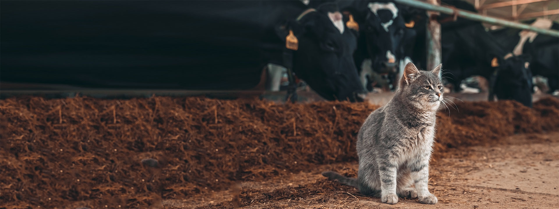 bannière-nutrition-animale