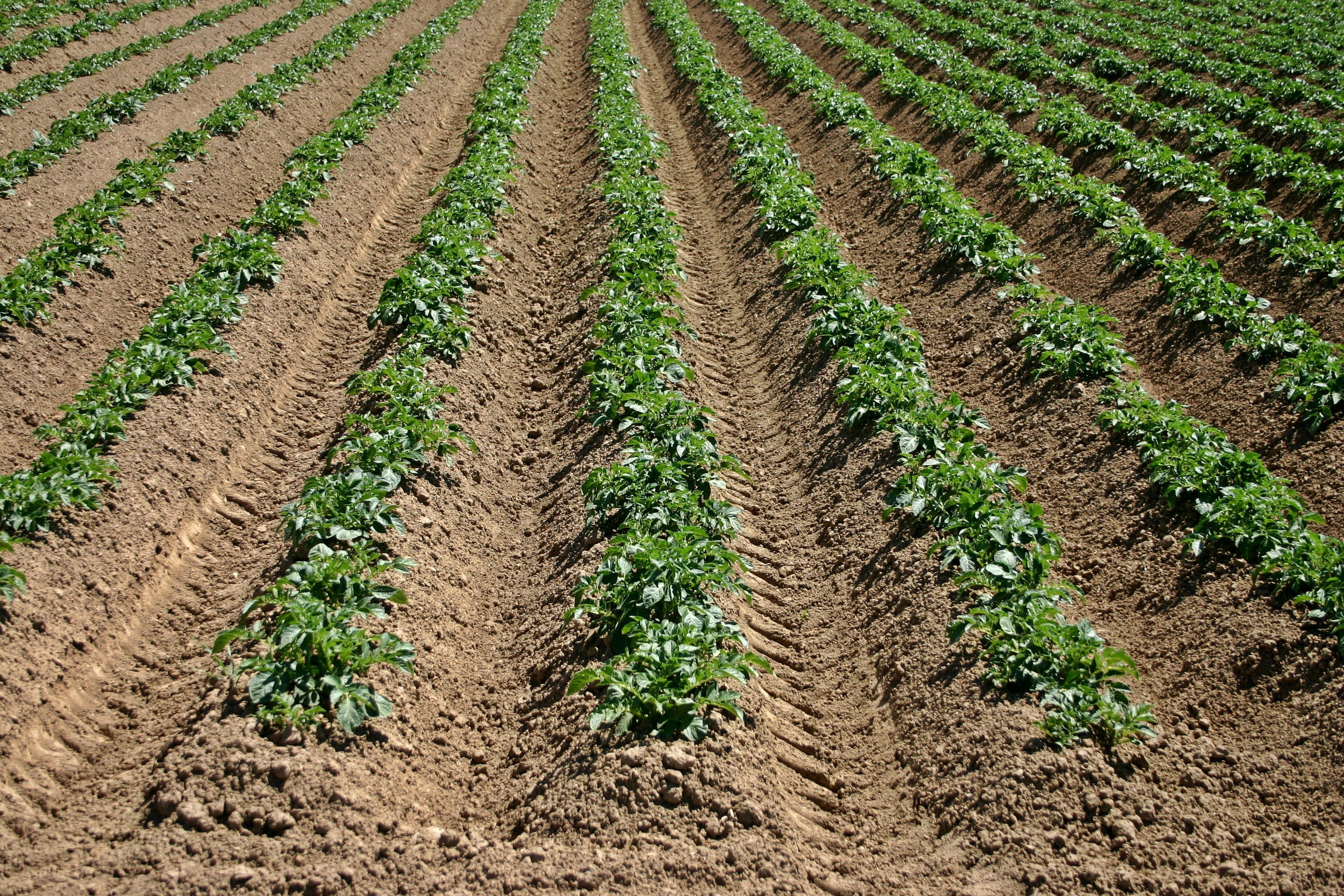 jonge-aardappelplanten