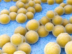coagulase-positive-staphylococcus-accordion-tile