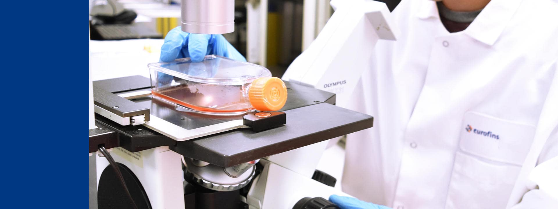 Technicien en blouse Eurofins BioPharma Product Testing utilisant un microscope Olympus pour observer un récipient de culture cellulaire placé sur la platine. L’image illustre les analyses scientifiques et le contrôle qualité pharmaceutique réalisés dans un environnement de laboratoire conforme aux normes GMP et ISO.